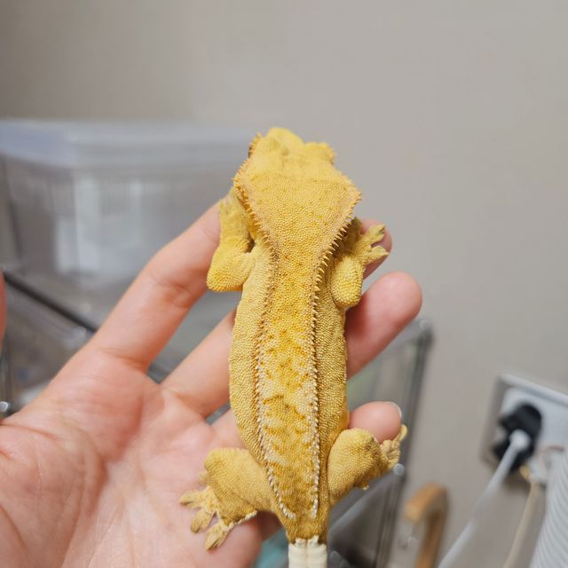 패턴리스 팬텀 벅스킨 옐로우 크림 크림시클