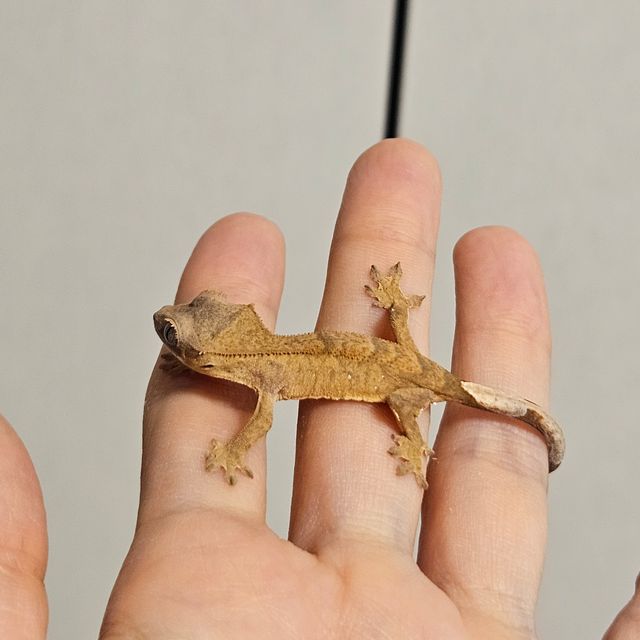 팬텀 벅스킨 브린들 옐로우 크림 크림시클