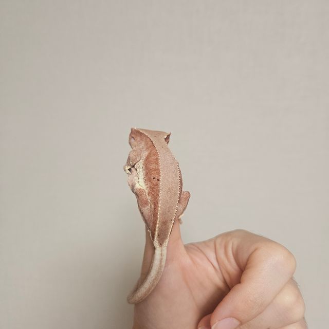 레드 프라푸치노 팬텀