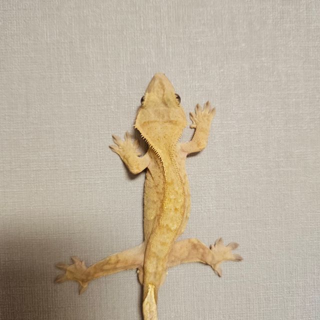 팬텀 벅스킨 스트로베리 크림시클 크림 옐로우