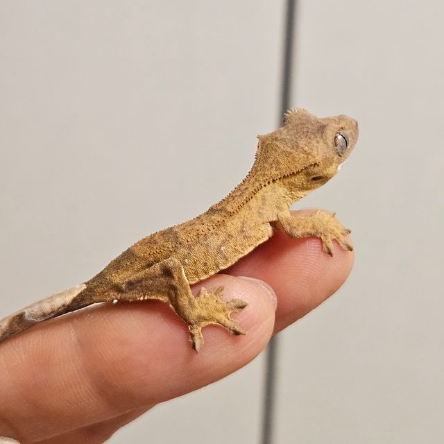 팬텀 벅스킨 브린들 옐로우 크림 크림시클