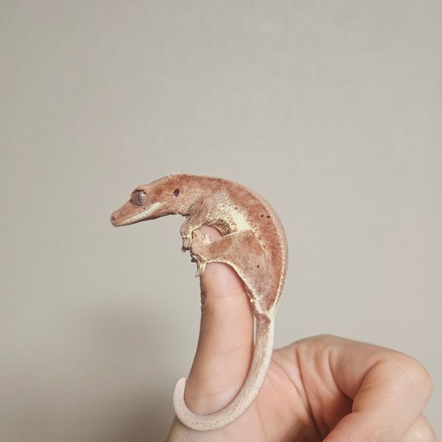 레드 프라푸치노 팬텀