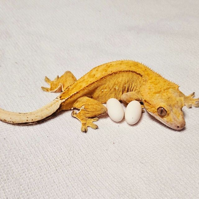 팬텀 벅스킨 옐로우 크림 크림시클