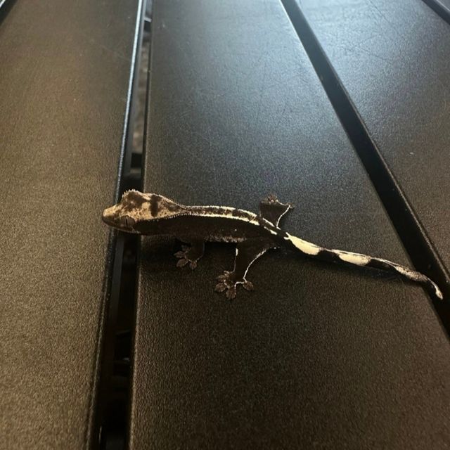 아잔틱