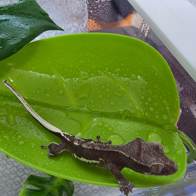 릴잔틱 팬텀 챠콜