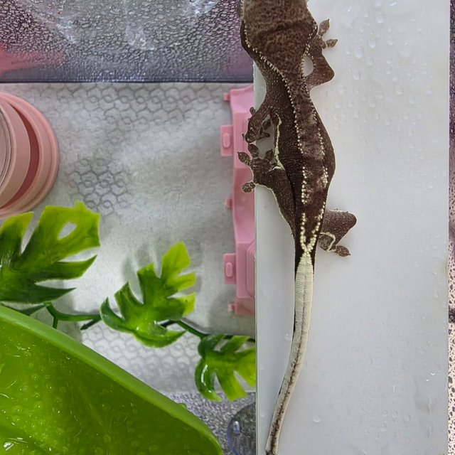 릴잔틱 팬텀 챠콜