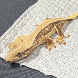 릴리화이트 솔리드백