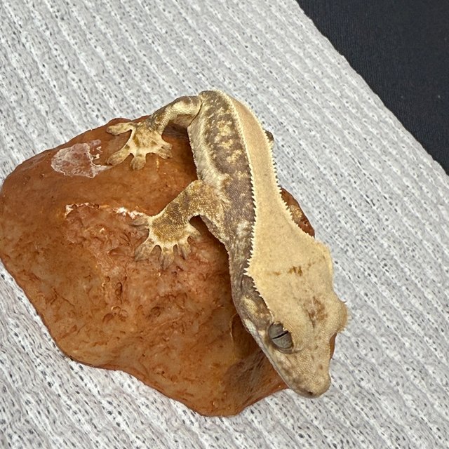 릴리화이트 솔리드백