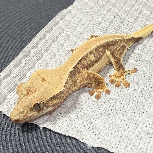 릴리화이트 솔리드백