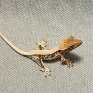 릴리화이트 솔리드백