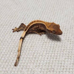 노멀 풀핀 쿼드