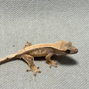 트라이 익스트림할리퀸 드리피