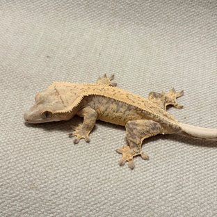 노멀 트라이 드리피 풀핀