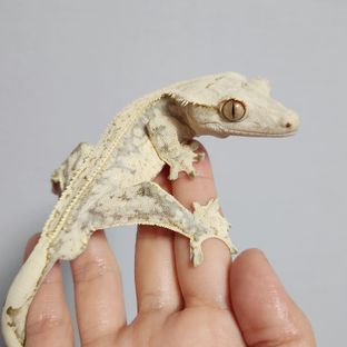 노멀 드리피 화이트스팟