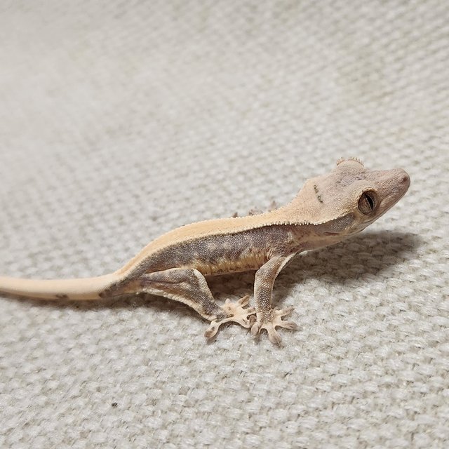 릴리화이트 솔리드백