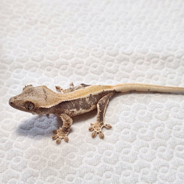 릴리화이트 솔리드백