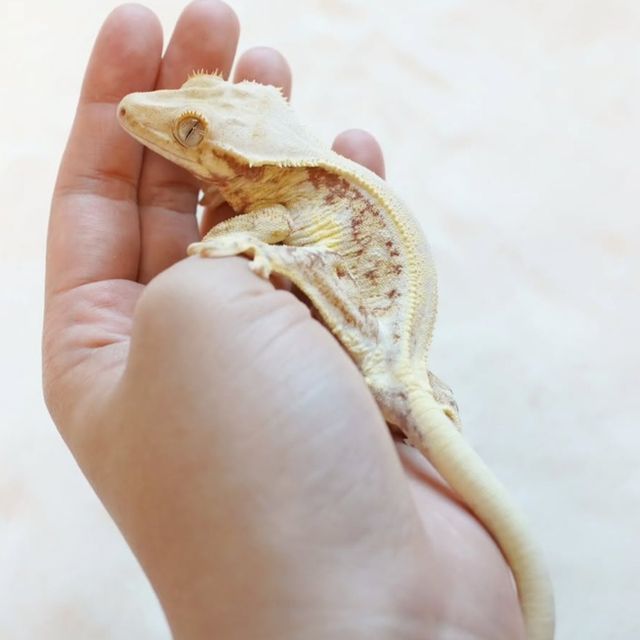 릴리화이트 레드
