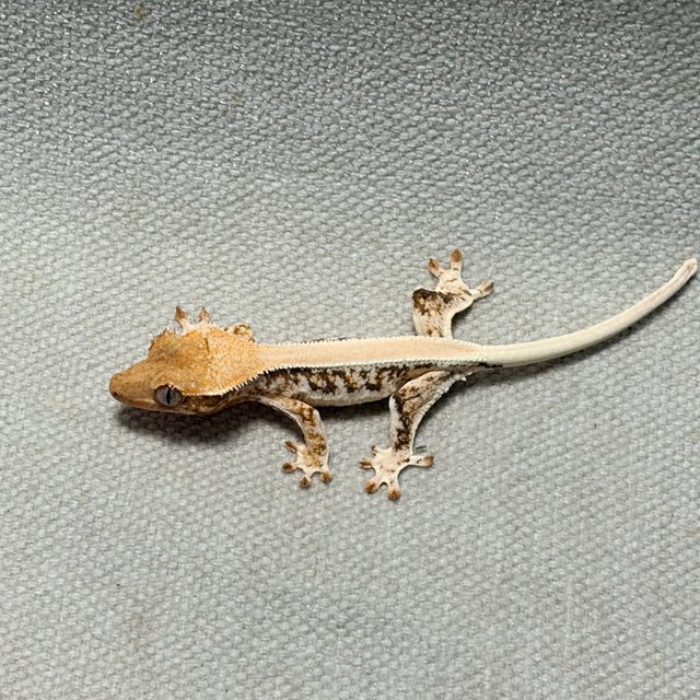 릴리화이트 솔리드백