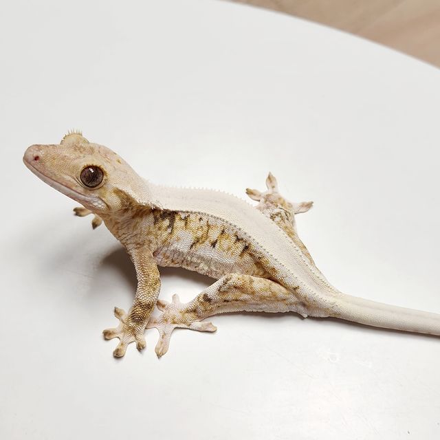 릴리화이트 솔리드백