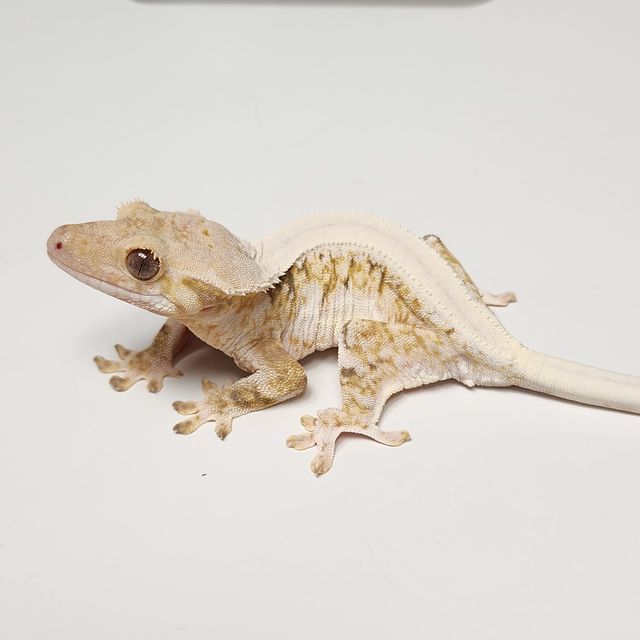 릴리화이트 솔리드백