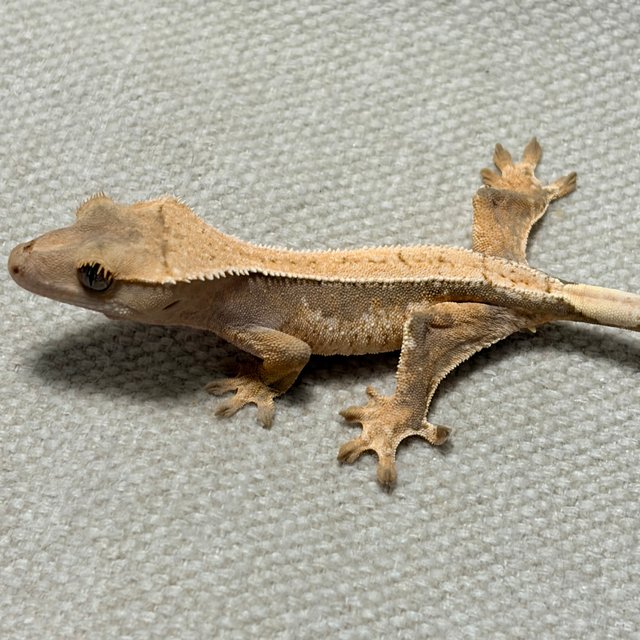 트라이 익스트림할리퀸 드리피