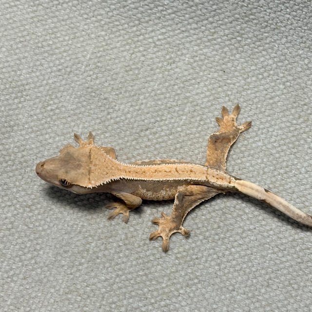 트라이 익스트림할리퀸 드리피