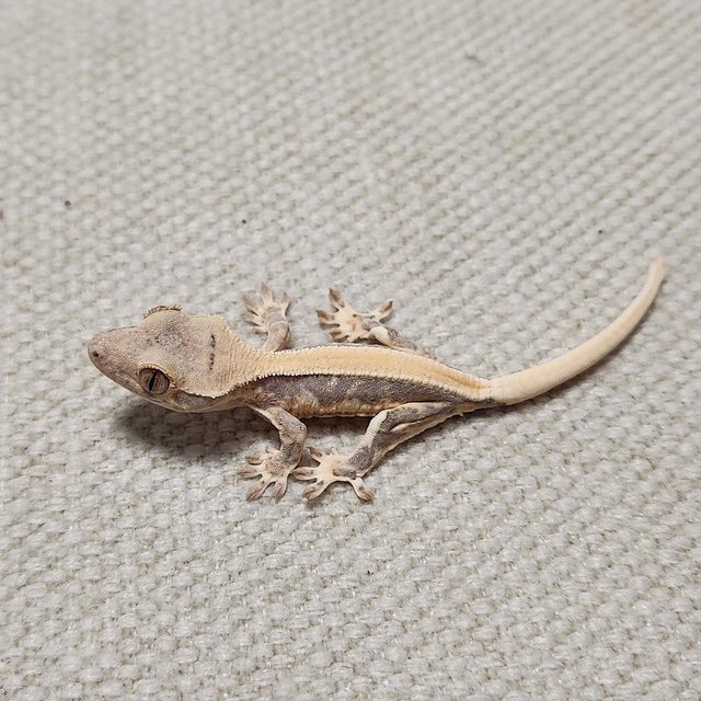 릴리화이트 솔리드백