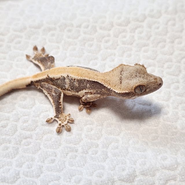 릴리화이트 솔리드백