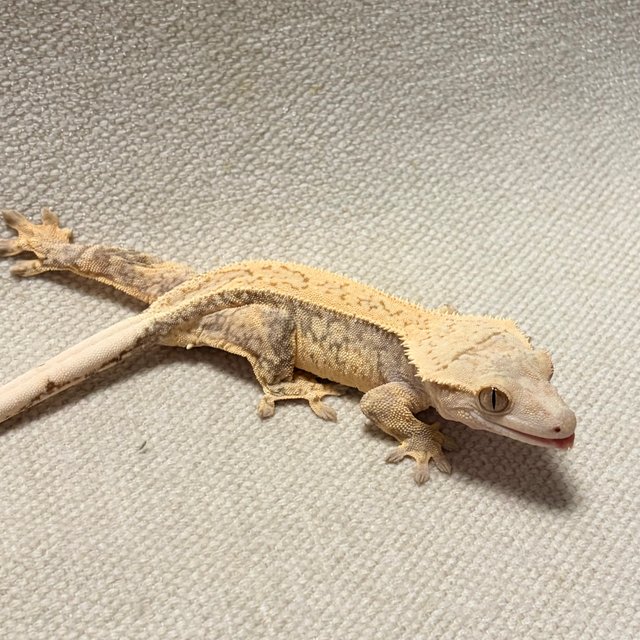 노멀 트라이 드리피 풀핀