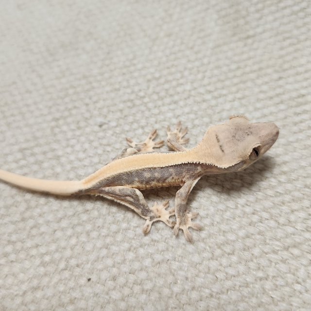 릴리화이트 솔리드백