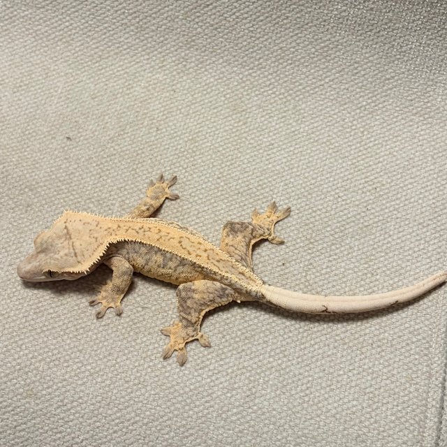 노멀 트라이 드리피 풀핀