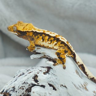 트라이