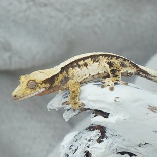 트라이