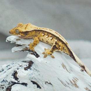 트라이