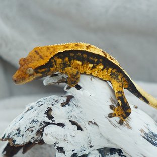 트라이