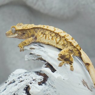 트라이
