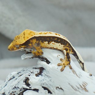 트라이