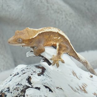 세이블