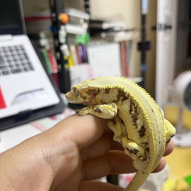 릴리화이트