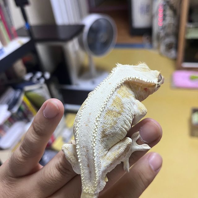 릴리화이트