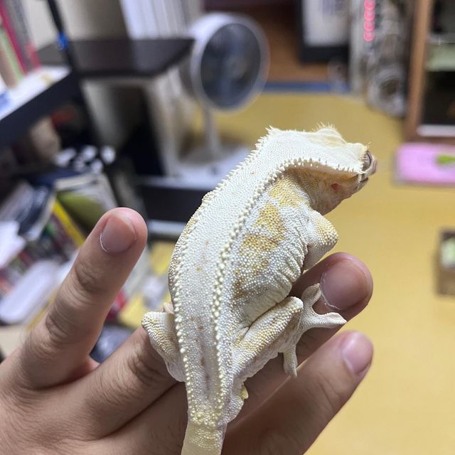 릴리화이트