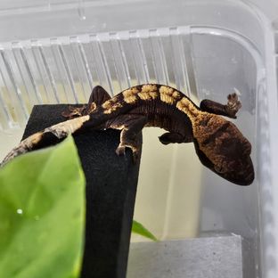 플레임 다크 블랙