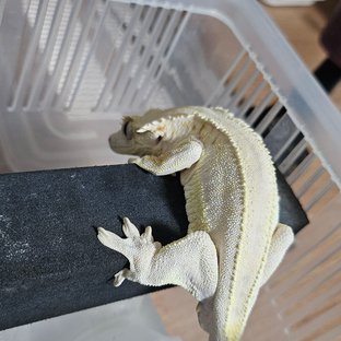 릴리화이트 레드