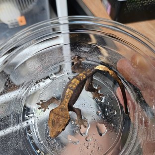 다크 블랙 플레임 챠콜