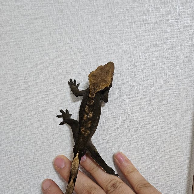 벅스킨 다크 챠콜