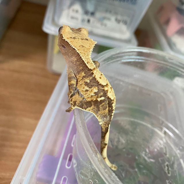 트라이