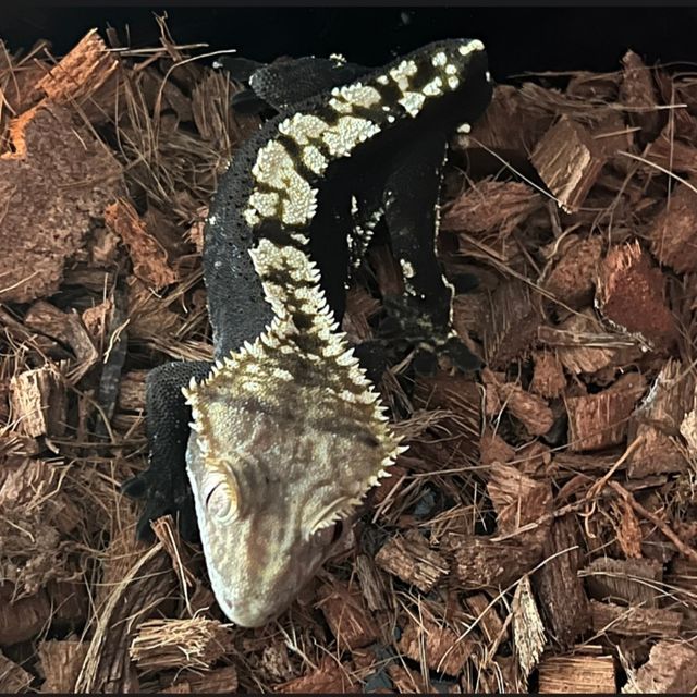 플레임 다크 블랙
