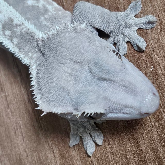 하이포 카푸치노