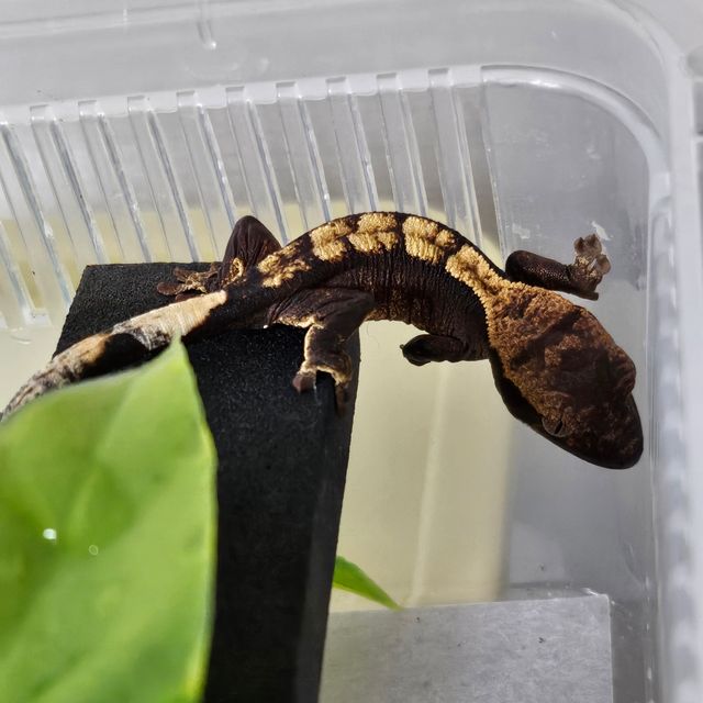 플레임 다크 블랙