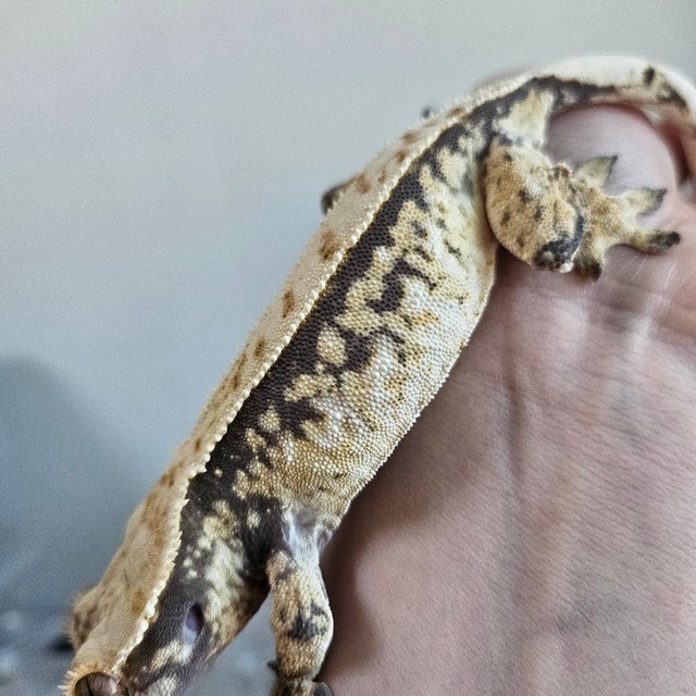 트라이 풀핀 화이트포트홀